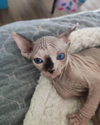 Cuccioli di sphynx
