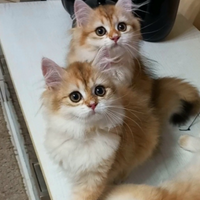 Cuccioli di British longhair golden