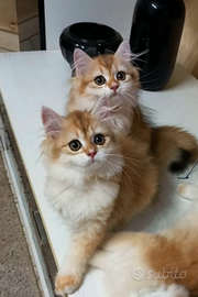 Cuccioli di British longhair golden