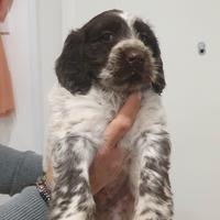 Cucciolo maschio drahthaar