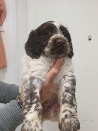 Cucciolo maschio drahthaar