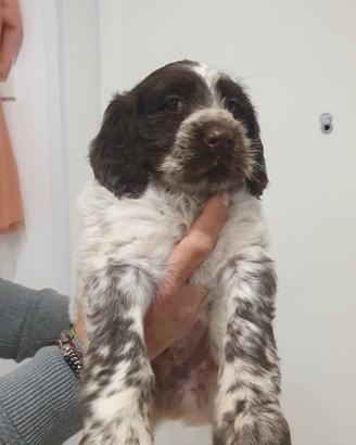 Cucciolo maschio drahthaar