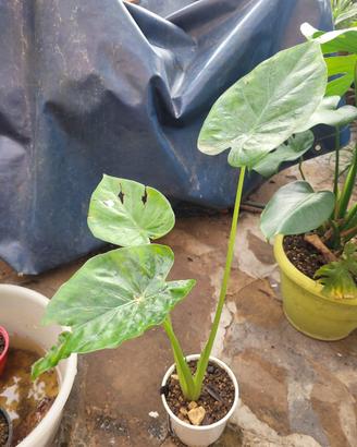 Calocasia