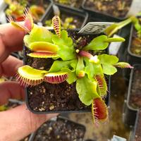 dionea muscipula ""fuzzy tooth ""