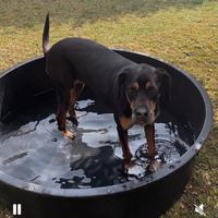 Piscina per cani / mastello