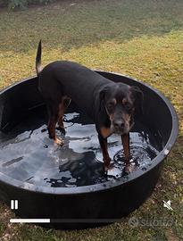 Piscina per cani / mastello