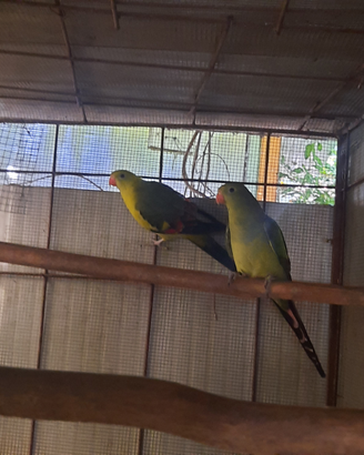 Uccelli