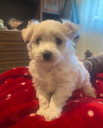 Cucciolo maltese