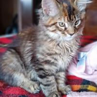 Maine coon