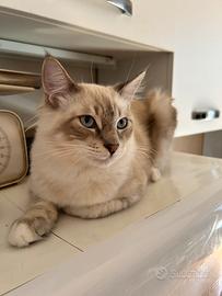 Ragdoll di 6 mesi disponibili