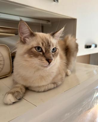 Ragdoll di 6 mesi disponibili