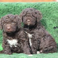 Cuccioli lagotto rimagnolo