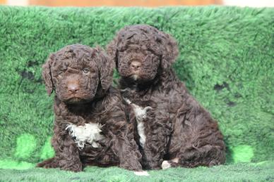 Cuccioli lagotto rimagnolo