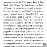 Pastore tedesco a pelo lungo