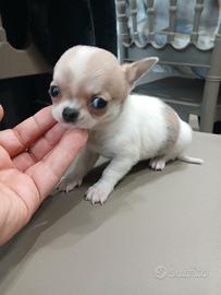 Chihuahua micro toy mosca