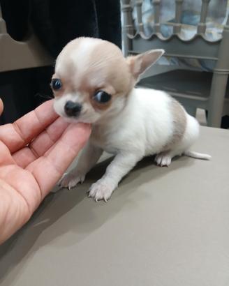Chihuahua micro toy mosca