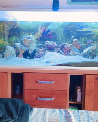 acquario acqua dolce 