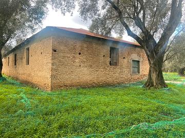 Casolare con uliveto