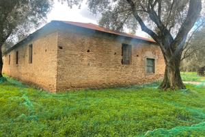 Casolare con uliveto