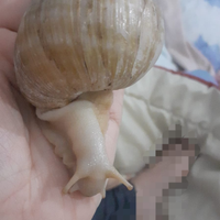 Lumaca africana Achatina Fulica White e kit