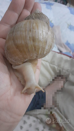 Lumaca africana Achatina Fulica White e kit