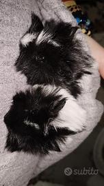 Cavie peruviane cuccioli di pura razza