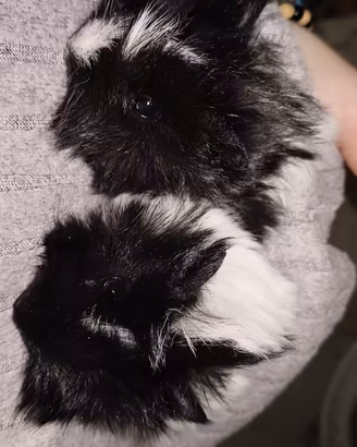 Cavie peruviane cuccioli di pura razza