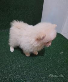 Cuccioli di Spitz di Pomerania