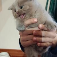 Cuccioli di Scottish straight