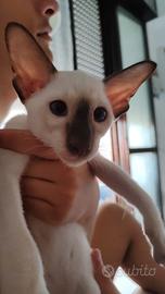 Siamese purissima razza