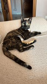 Gatto europea tartarugata