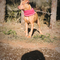 American Pitbull cucciola