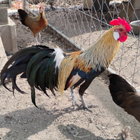 Galline ornamentali