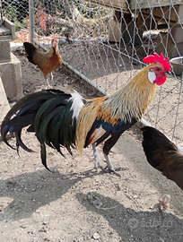 Galline ornamentali