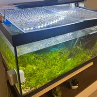 Acqua Tropicale COMPLETO