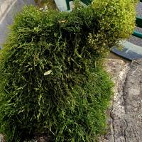 grande tronco Mangrovie con muschio pieno