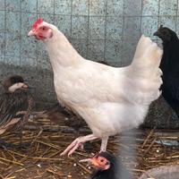 Gallina razza Milanina