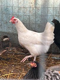 Gallina razza Milanina