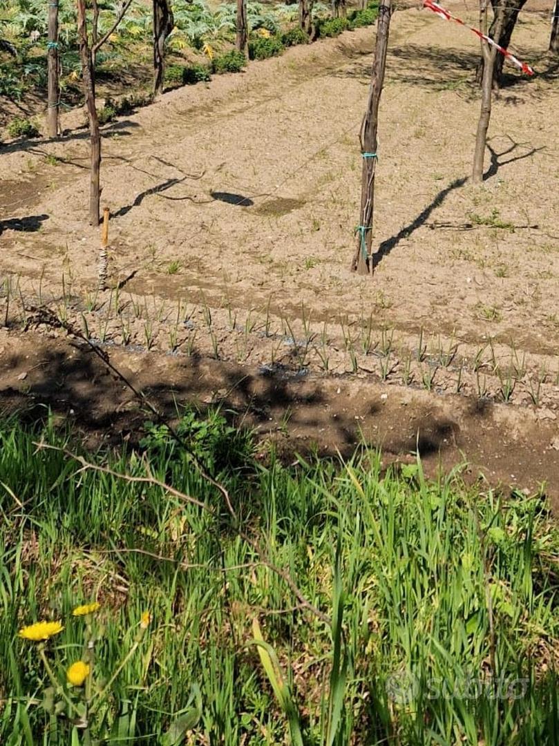 Terreno agricolo - Altro