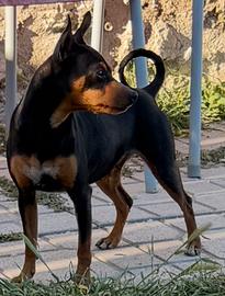 Pinscher nano