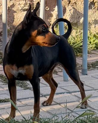 Pinscher nano