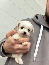 Maltesi mini toy linea coreana