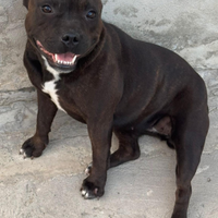 American Staffodshire Terrier