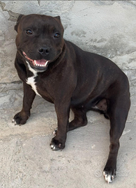 American Staffodshire Terrier
