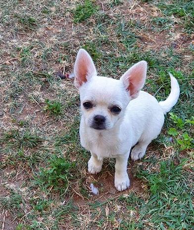 Chihuahua femmina
 in vendita a Brebbia