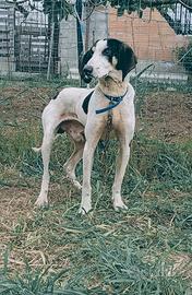 Segugio francese ariegeois