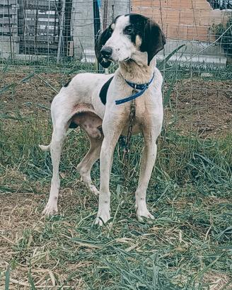 Segugio francese ariegeois