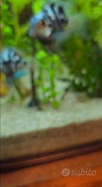 coppia di parrot blue tiger