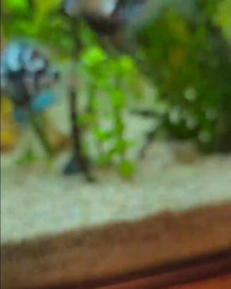 coppia di parrot blue tiger