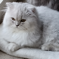 British longhair